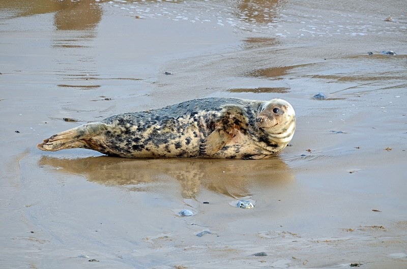 Atlantic Grey Seal - Atlantic Grey Seals