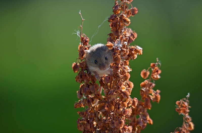 Harvest Mouse - Harvest Mouse