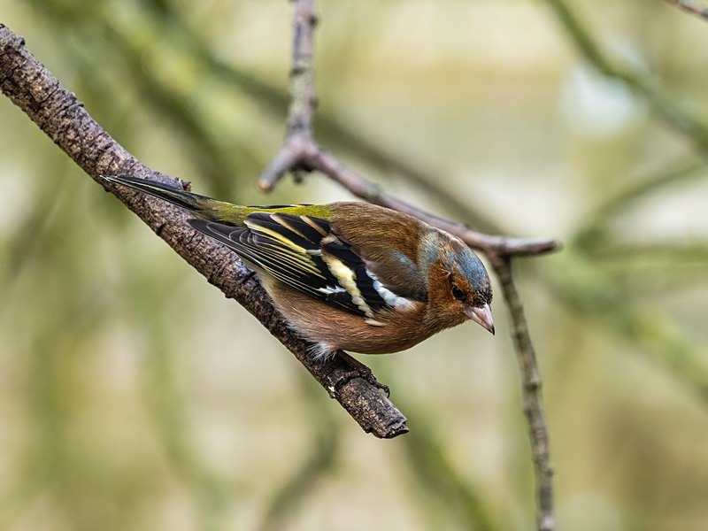 Chaffinch - Finches