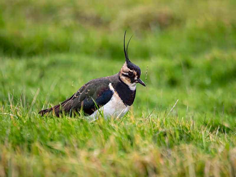 Lapwing - Latest photos