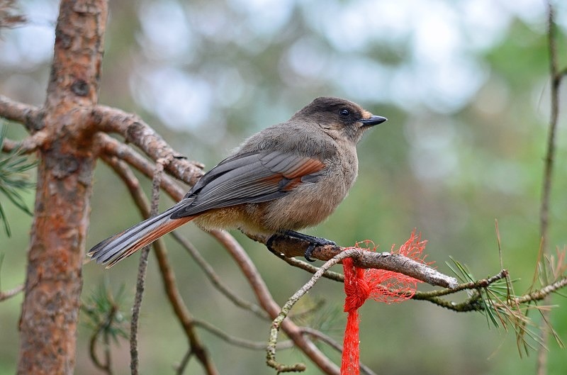 Siberian Jay - North Finland - part 1