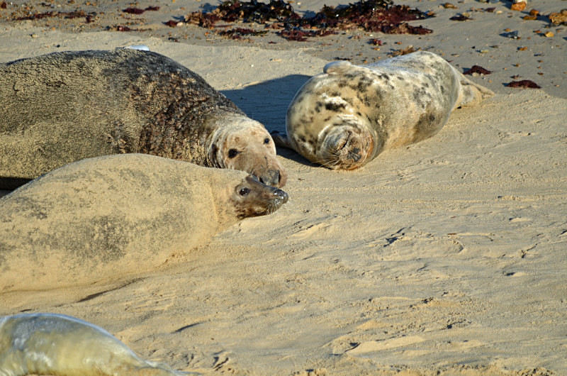Atlantic Grey Seal - Atlantic Grey Seals