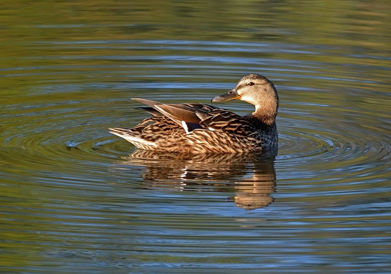 Mallard - Dabbling ducks