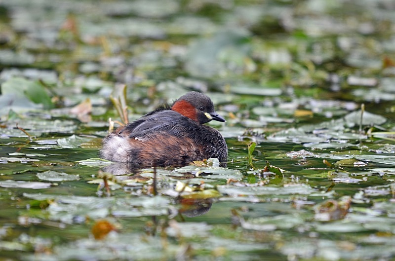 Little Grebe - Grebes