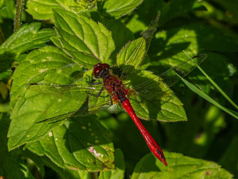 Ruddy Darter - Dragonflies and damselflies