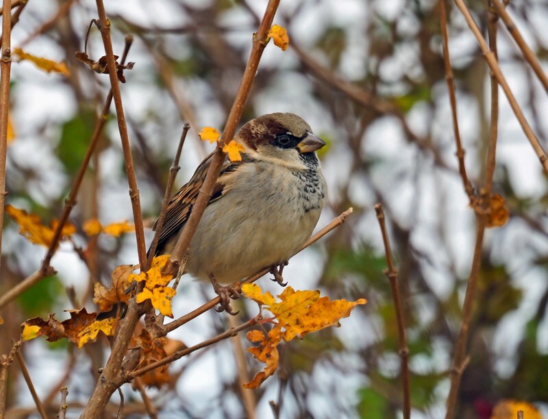 House Sparrow - Sparrows
