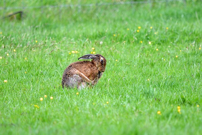 Brown Hare - Other mammals