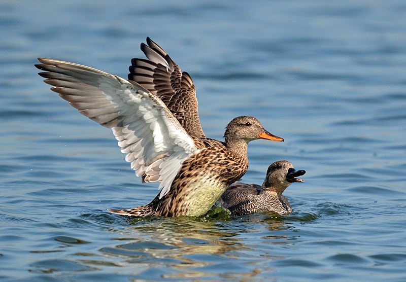 Gadwall - Dabbling ducks