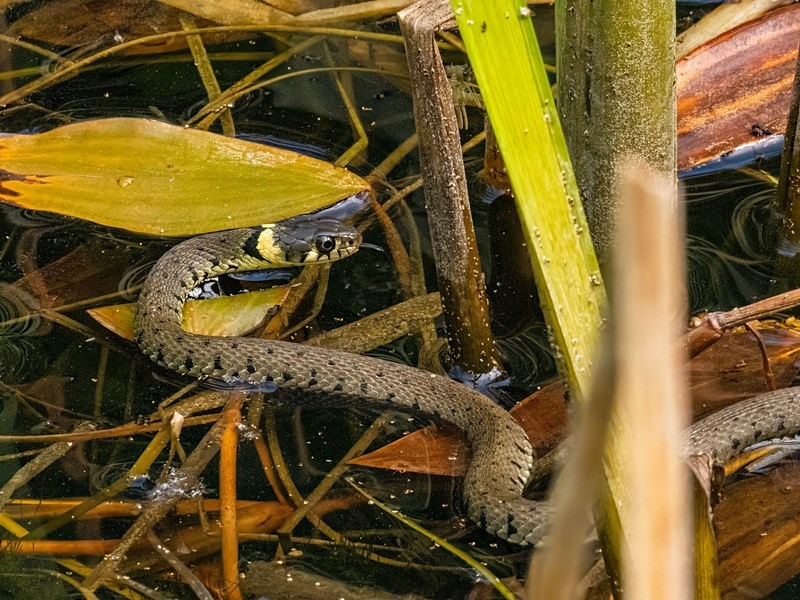 Grass Snake - Snakes