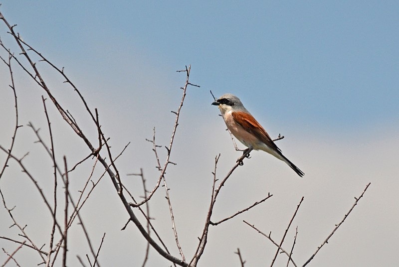 Red-backed Shrike - Bulgaria