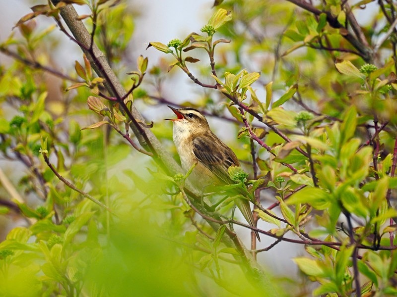 Sedge Warbler - Warblers