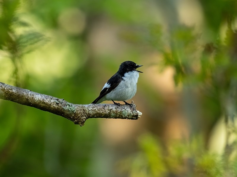 Pied Flycatcher - Flycatchers