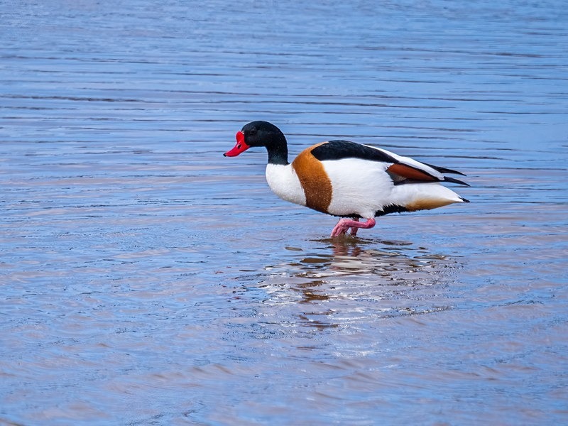 Shelduck - Shelducks