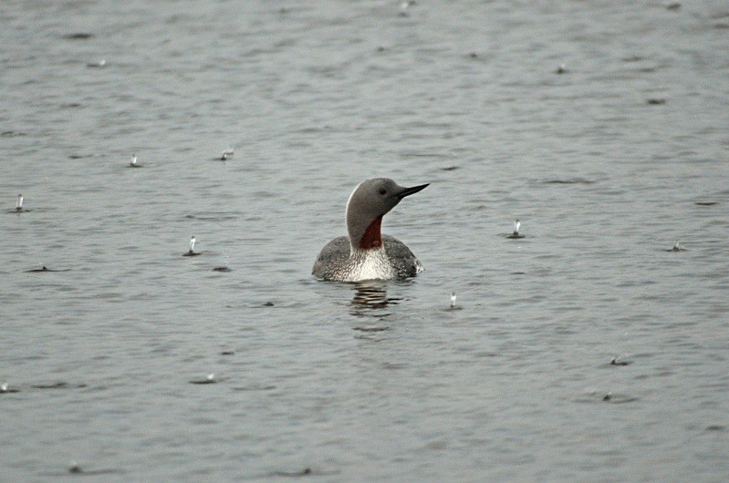 Red-throated Diver - Divers