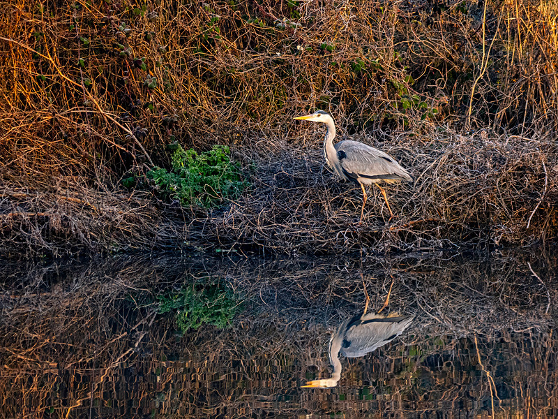 Grey Heron - Latest photos