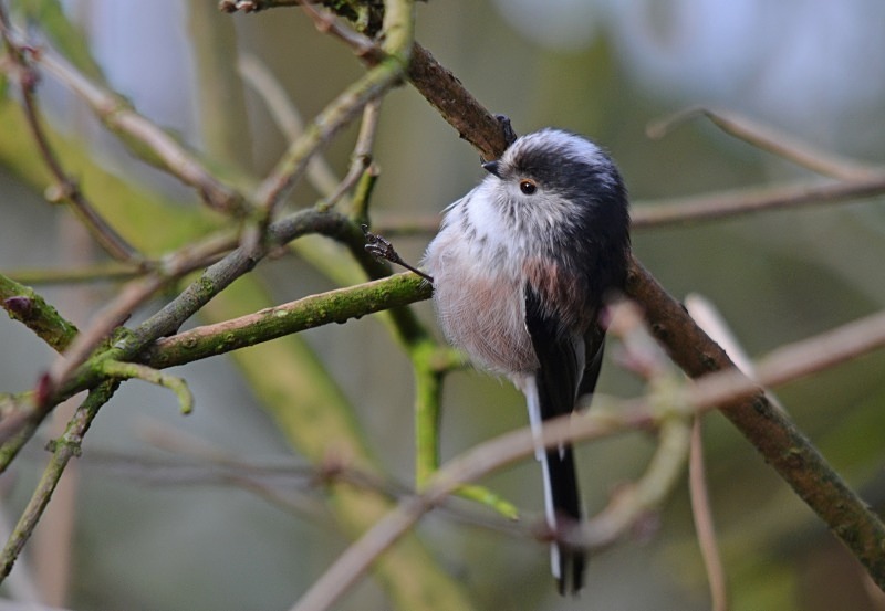 Long-tailed Tit - Tits