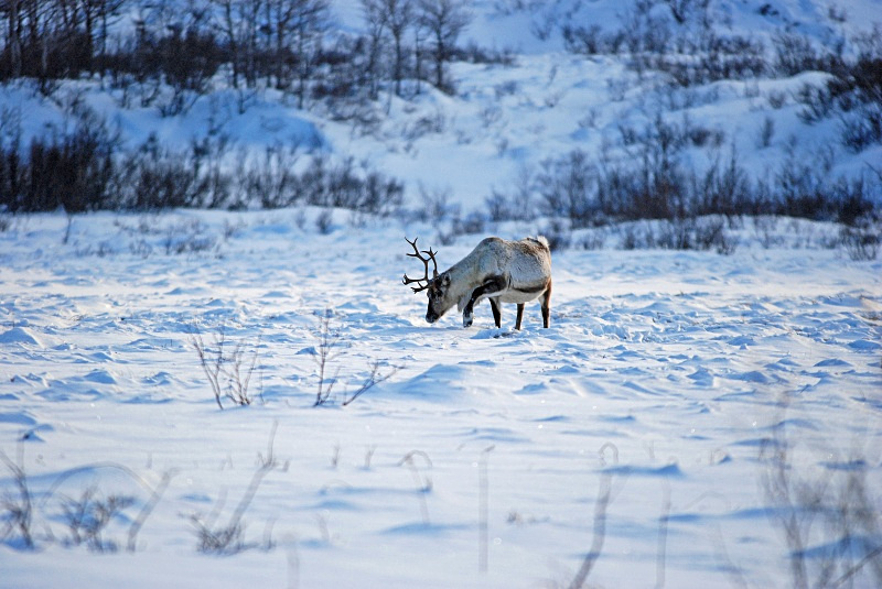 Reindeer - Kvaløya and Sommarøy