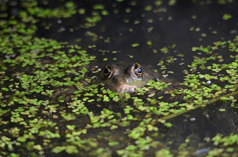 Marsh Frog - Marsh Frog