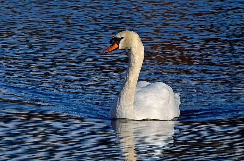 Mute Swan - Mute Swans