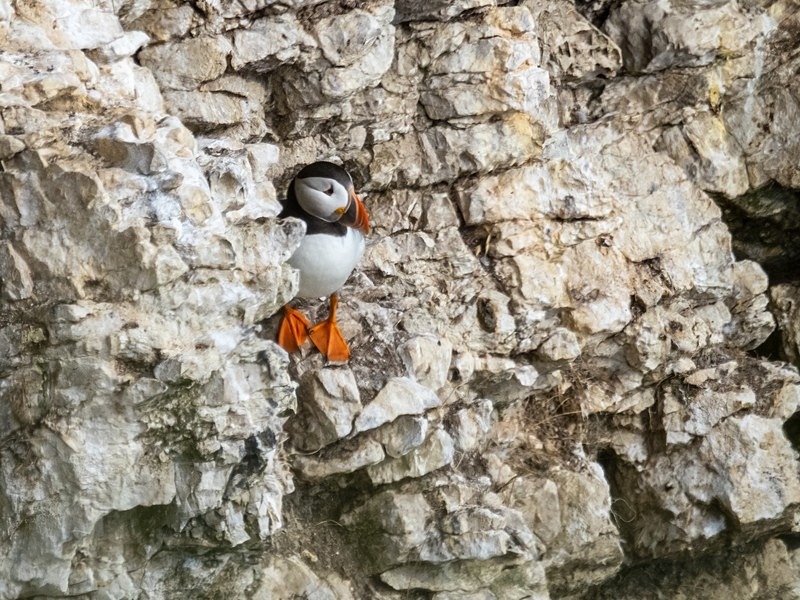 Puffin - Puffins