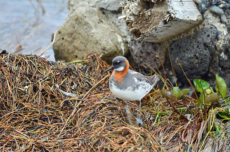 Red-necked Phalarope - North east Iceland