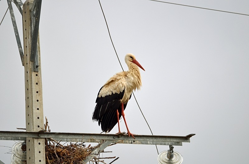 White Stork - South and west Spain - April and May 2012