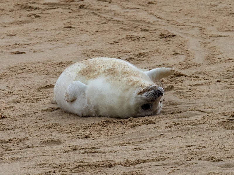 Atlantic Grey Seal - Atlantic Grey Seals