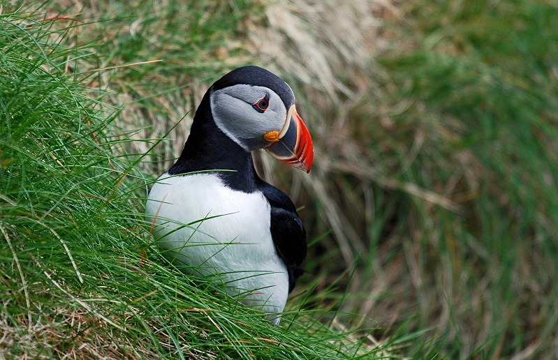 Puffin - Puffins