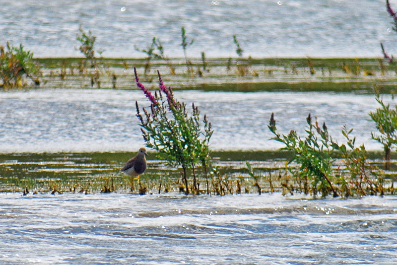 White-tailed Lapwing - Plovers