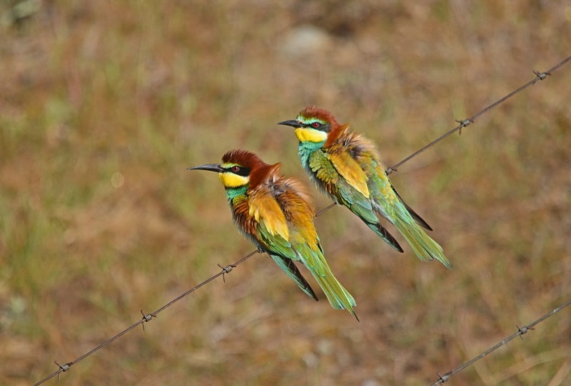 European Bee-eater - South and west Spain - April and May 2012