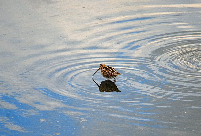 Common Snipe - Snipes and woodcocks