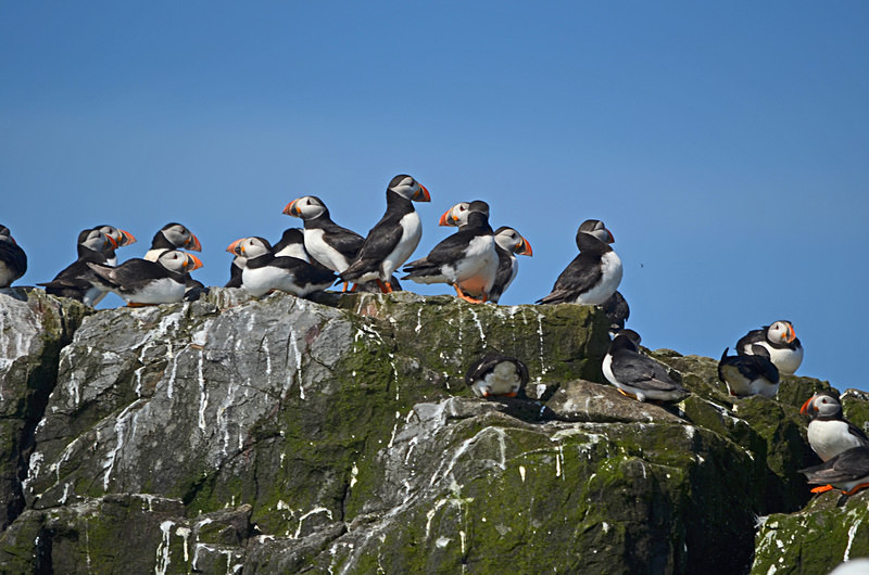 Puffin - Puffins