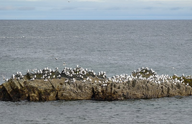 Flåget, Ekkerøy, Varanger peninsula, Troms og Finnmark, Norway - North Norway