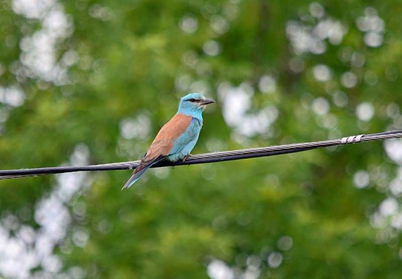 Roller - Hungary