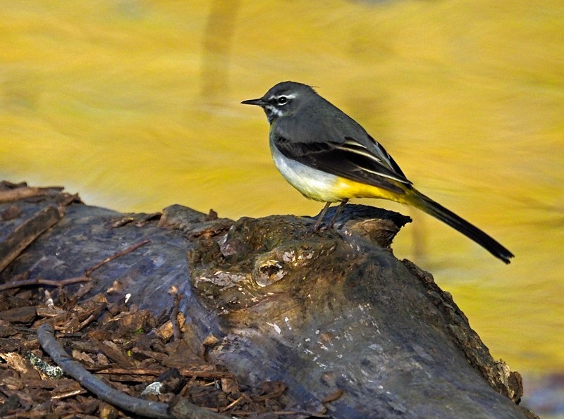 Grey Wagtail - Wagtails