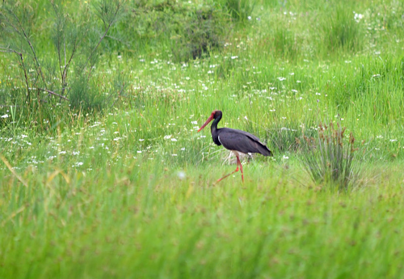 Black Stork - East Macedonia and Thrace