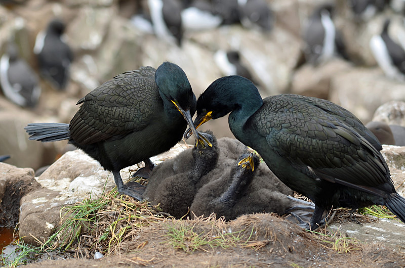 Shags and chicks - Cormorants and Shags