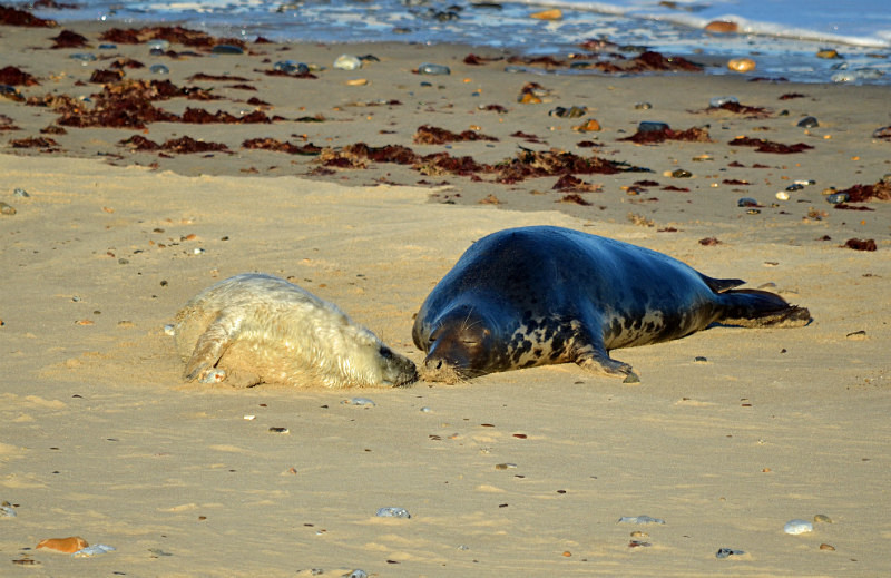 Atlantic Grey Seal - Atlantic Grey Seals