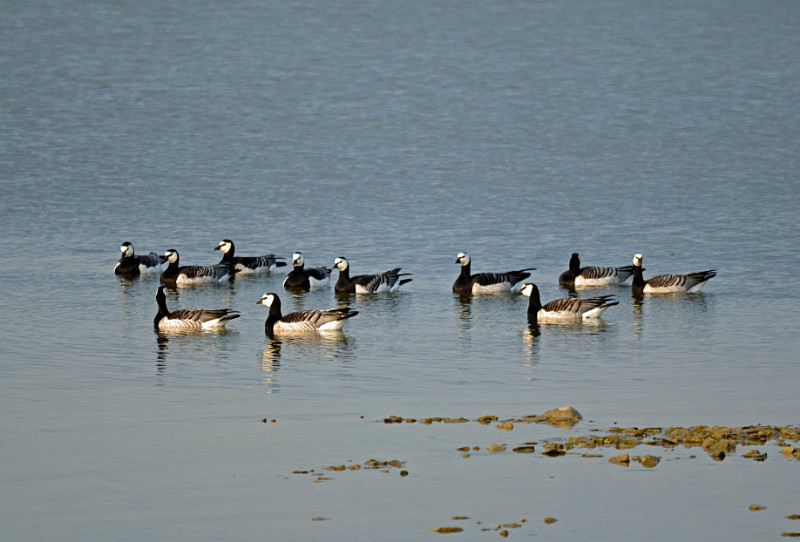 Barnacle Geese - Estonia