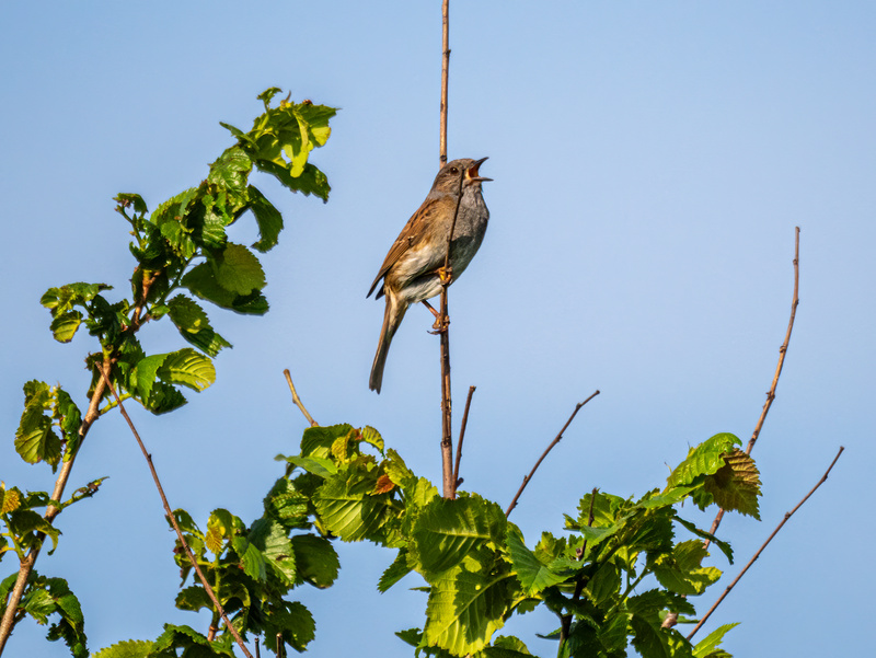 Dunnock - Latest photos