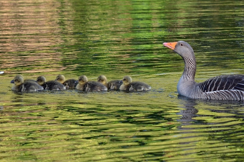 Greylag Goose and goslings - Grey geese