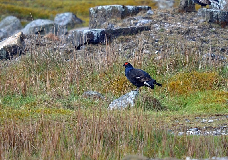 Black Grouse - Game birds