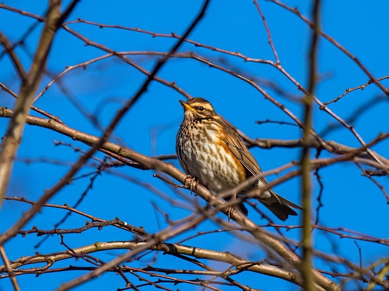 Redwing - Thrushes