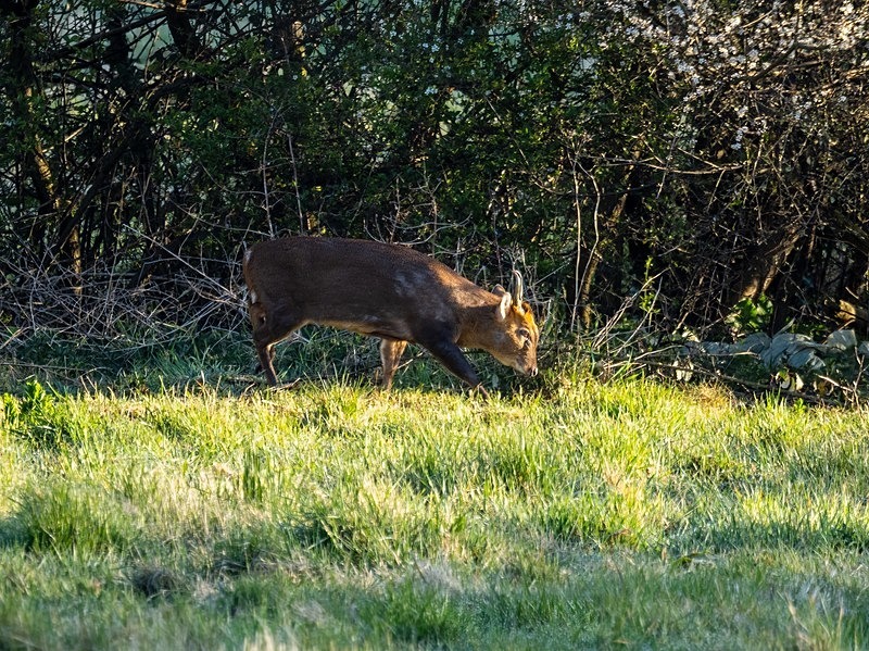 Reeves' Muntjac - Other deer