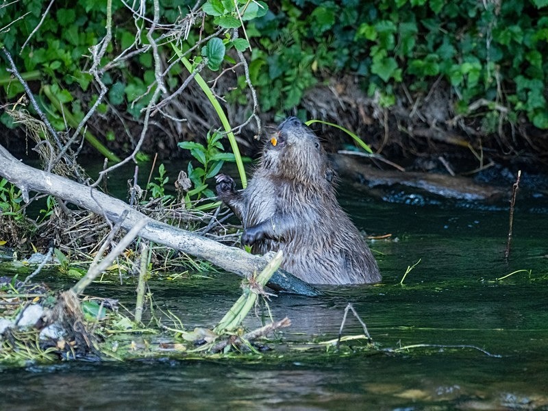Eurasian Beaver - Eurasian Beaver