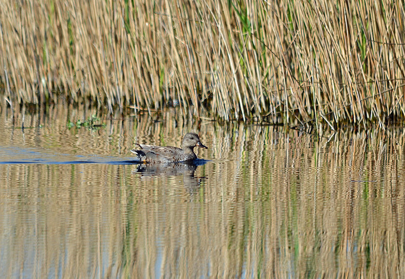 Gadwall - Dabbling ducks