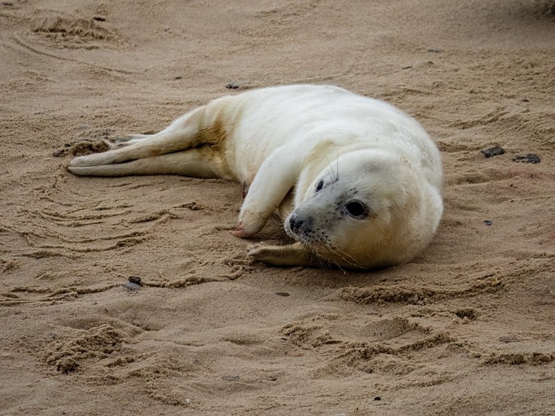 Atlantic Grey Seal - Atlantic Grey Seals