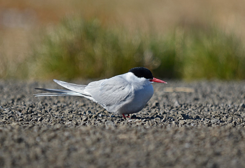 Arctic Tern - Westfjords