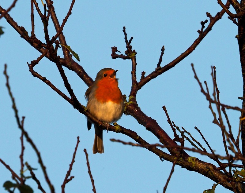 Robin - Robins
