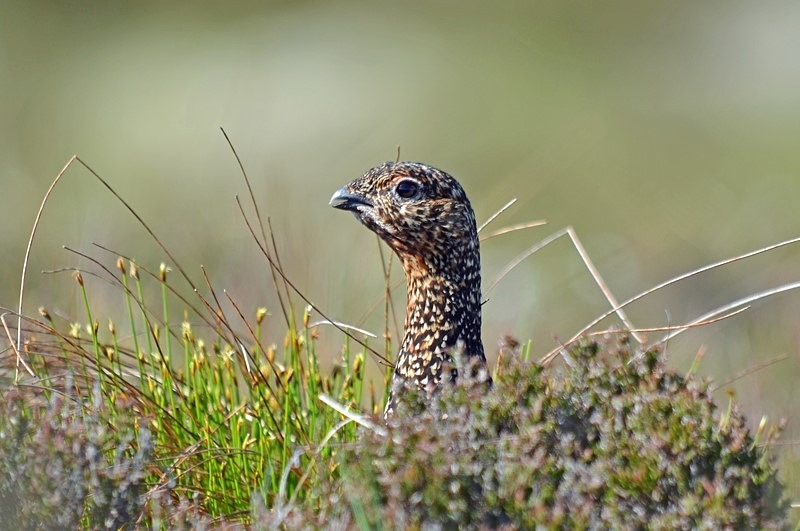 Red Grouse - Game birds